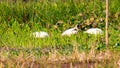 Little Egret Egretta garzetta A Small snow white heron with slender dark bill, blackish legs, long wispy head. A species of Royalty Free Stock Photo