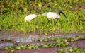 Little Egret Egretta garzetta A Small snow white heron with slender dark bill, blackish legs, long wispy head. A species of Royalty Free Stock Photo