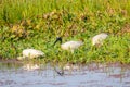 Little Egret Egretta garzetta A Small snow white heron with slender dark bill, blackish legs, long wispy head. A species of Royalty Free Stock Photo