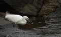 Little egret (Egretta garzetta) small snow-white heron with slender dark bill, blackish legs