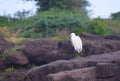 Little Egret - Egretta Garzetta - A Small White Heron Bird Sitting on Rocks with Greenery in Background