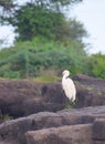 Little Egret - Egretta Garzetta - A Small White Heron Bird Sitting on Rocks with Greenery in Background