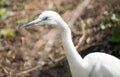 Little white egret portrait close up Royalty Free Stock Photo