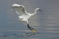 The little egret Egretta garzetta. Landing and Fighting with other birds. Royalty Free Stock Photo