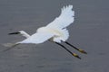 The little egret Egretta garzetta. Flying. Royalty Free Stock Photo