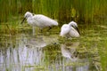 Little Egret - Egretta garzetta