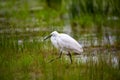 Little Egret - Egretta garzetta Royalty Free Stock Photo