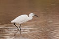 Little egret Egretta garzetta on spring migration. Malta, Mediterranean Royalty Free Stock Photo