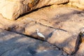Little egret Egretta garzetta standing on stone Royalty Free Stock Photo