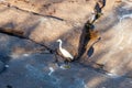 Little egret Egretta garzetta standing on stone Royalty Free Stock Photo