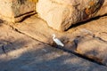 Little egret Egretta garzetta standing on stone Royalty Free Stock Photo