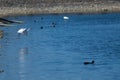 Little egret Egretta garzetta taking flight. Royalty Free Stock Photo