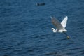 Little egret Egretta garzetta taking flight. Royalty Free Stock Photo