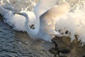 Little egret Egretta garzetta taking flight. Royalty Free Stock Photo