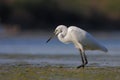 Little Egret (Egretta garzetta).