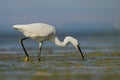 Little Egret (Egretta garzetta).