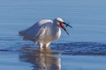 Little Egret - Egretta garzetta about to eat its catch. Royalty Free Stock Photo