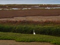 Little Egret Or Egretta Garzetta Turning Back Standing On Marshes Bank With Abundant Wetland Plant Adjacent To Ocean Coast
