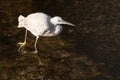 Little Egret Egretta garzetta wading Royalty Free Stock Photo