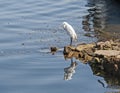 Little egret stood on rock by water of river Royalty Free Stock Photo