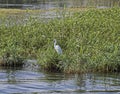 Little egret stood in water reeds of river marshland Royalty Free Stock Photo