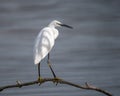 Little Egret on a perch in dappled light, Worcestershire, England.