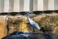 Little egret Egretta garzetta in zoo Barcelona