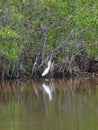 Little Egret at Everglades National Park