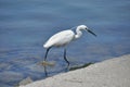 Little Egret feeding a cove near Venice