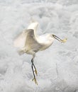 little egret with a fish in its beak, flying over waves Royalty Free Stock Photo