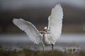 The Little Egret Fishing in Lakeside Royalty Free Stock Photo