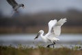 The Little Egret Fishing in Lakeside Royalty Free Stock Photo