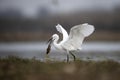 The Little Egret Fishing in Lakeside Royalty Free Stock Photo