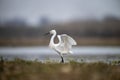 The Little Egret Fishing in Lakeside Royalty Free Stock Photo