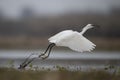 The Little Egret Fishing in Lakeside Royalty Free Stock Photo