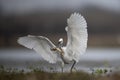 The Little Egret Fishing in Lakeside Royalty Free Stock Photo