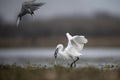 The Little Egret Fishing in Lakeside Royalty Free Stock Photo