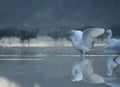 Little Egret fishing at sunrise