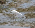 Little egret fishing in water Royalty Free Stock Photo