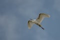 Little Egret in flight, just before it came in to land. Royalty Free Stock Photo