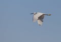 Little Egret in flight Royalty Free Stock Photo