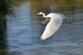 Little egret in flight Royalty Free Stock Photo