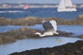 Little egret in flight Royalty Free Stock Photo