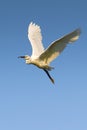 Little Egret in flight (Egretta garzetta)