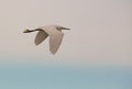 Little Egret in flight Royalty Free Stock Photo