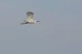 Little Egret in flight Royalty Free Stock Photo