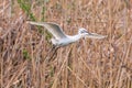 Little Egret in Flight Egretta garzetta Small White Heron Royalty Free Stock Photo