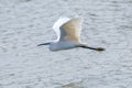 Little Egret in Flight Egretta garzetta Small White Heron Royalty Free Stock Photo