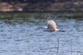 Little Egret in Flight Egretta garzetta Small White Heron Royalty Free Stock Photo