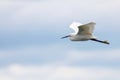 Little Egret in Flight Egretta garzetta Small White Heron Royalty Free Stock Photo